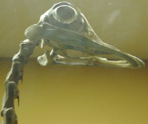 큰 공막륜을 특징으로 하는 타조의 두개골. 슈미츠와 모타니는 이 뼈 구조를 사용하여 멸종된 공룡과 익룡 종의 일일 활동 패턴을 예측했다.