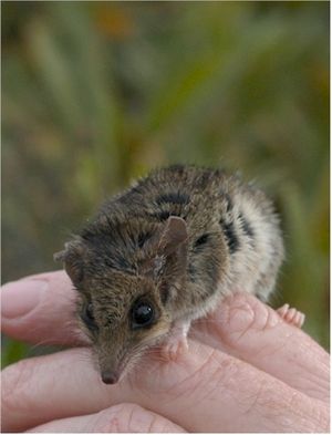 가는꼬리두나트