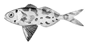 가는동강연치(Nomeus gronovii)