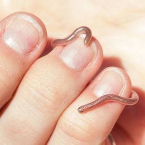 손 위에 있는 텍사스 가는장님뱀 (Rena dulcis)