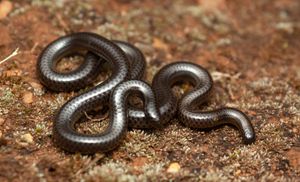 Leptotyphlops sylvicolus.jpg