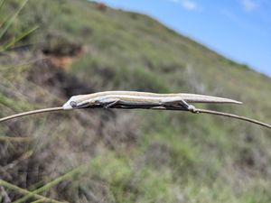 남부 파스미드 도마뱀붙이