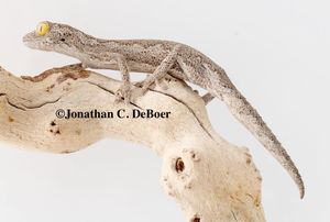 엑스마우스 가시꼬리도마뱀붙이