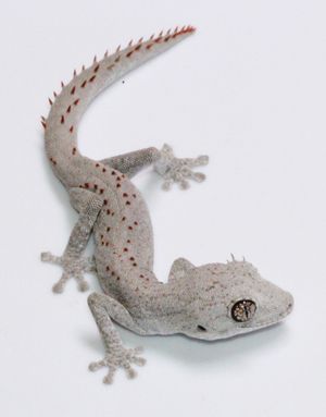 웰링턴 가시꼬리도마뱀붙이