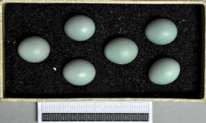 알, 비스바덴 박물관 소장품