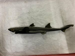 Etmopterus lucifer Jordan & Snyder, 1902의 표본 - 영국 런던 자연사 박물관 위탁