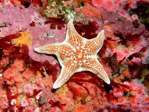 캘리포니아 카멜 앞바다의 가죽불가사리