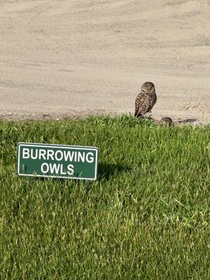 플랜테이션, 플로리다의 골프장에서 발견된 가시올빼미