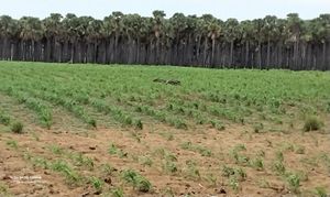 가야의 농업(2023년)