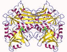 사람의 미토콘드리아 가지사슬 아미노산 아미노기전이효소 동종이량체