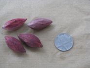 Canarium resiniferum의 씨앗은 Pakke 호랑이 보호 구역에서 뿔새에 의해 퍼진다