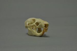 감비아도깨비쥐의 두개골