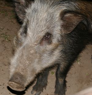 근접 촬영한 강멧돼지