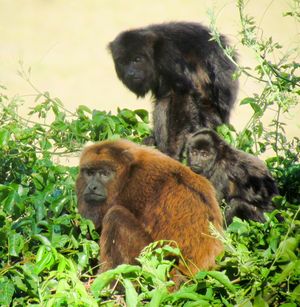 성체 한 쌍과 새끼, 이 종의 뚜렷한 색상 변이도 보여줌