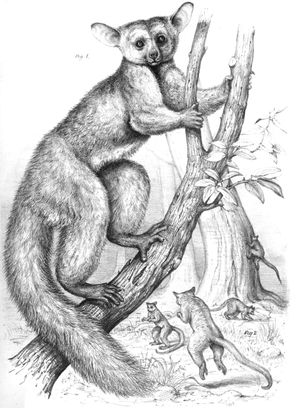 요제프 볼프의 삽화