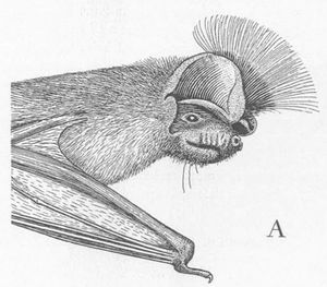 귀 사이 능선을 과시하는 수컷 채핀자유꼬리박쥐