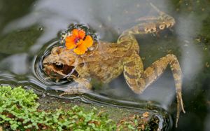 참개구리(Rana temporaria)는 유라시아 지역에 분포하며, 개구리속과 개구리과 전체의 기준종이다.