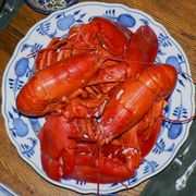 삶은 메인 바닷가재