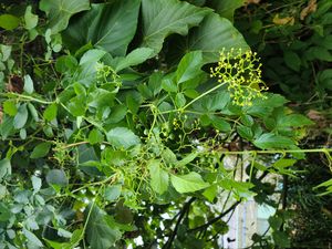 Ampelopsis heterophylla var. vestita