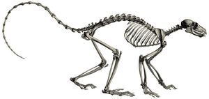 검은여우원숭이의 골격