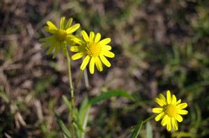 갯솜방망이의 노란색 두상화