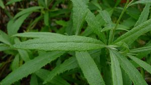 갯솜방망이의 잎