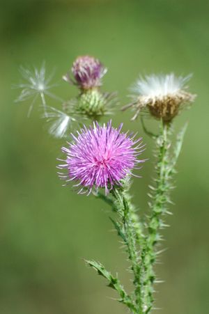 개화 및 결실 중인 개줄덩굴
