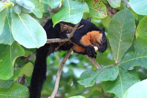 말레이시아 랑카위에 서식하는 검은큰다람쥐로, 이 지역의 작은 섬에 서식하는 개체의 아랫부분이 더 어두운 색을 띠는 것을 보여준다.