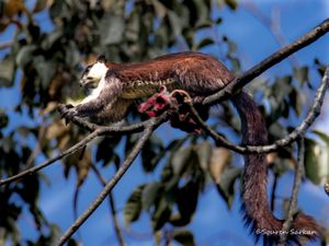 인도 아루나찰프라데시 주 나메리 국립공원에 있는 R. b. gigantea