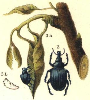 잎말이바구미 (Deporaus betulae)