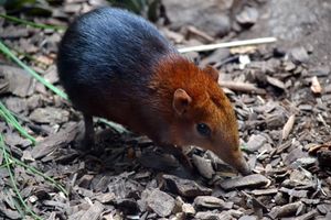 어린 검붉은코끼리땃쥐가 먹이를 찾는 모습.