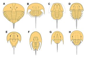 검미목의 다양한 분류군 대표 구성원: A, 줄기 검미목류(Kasibelinurus); B, Belinuridae (Euproops); C, Limulina (Bellinuroopsis); D, Rolfeiidae (Rolfeia); E, Paleolimulidae (Paleolimulus); F, Limuloidea (Valloisella); G, Austrolimulidae (Tasmaniolimulus); H, Limulidae