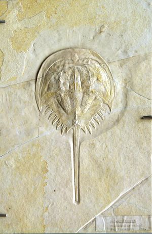 졸른호펜 석회암에서 발견된 메솔리물루스(Mesolimulus)