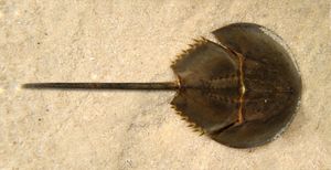 몸보다 긴 꼬리마디를 가진 둥근꼬리말굽게 Carcinoscorpius rotundicauda