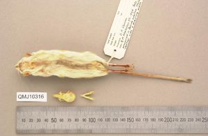 목구멍 주머니를 보여주는 검은껑충쥐(Notomys fuscus) 표본. 이미지: 퀸즐랜드 박물관.