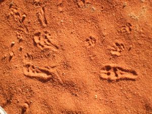 노토미스 푸스쿠스}})의 발자국. 사진: Mike Letnic.