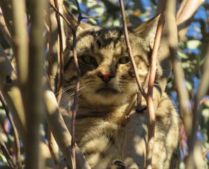 야생 고양이(Felis catus)는 토착 설치류와 같은 작은 포유류를 먹이로 삼는다. 사진: 메건 모펫.