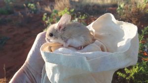 아성체 검은껑충쥐(Notomys fuscus). 사진: 캐서린 모스비.