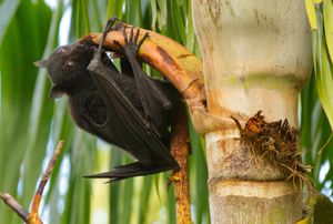 검은날여우박쥐가 야자수 잎을 먹고 있다. 호주 브리즈번