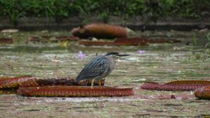 리우데자네이루 식물원 연못에 가만히 서 있는 모습
