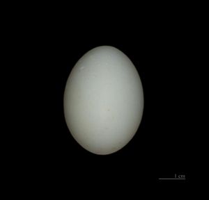 알, 툴루즈 자연사 박물관