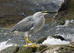 사사고이(간온지시에서)