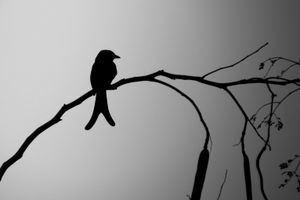 전형적인 실루엣