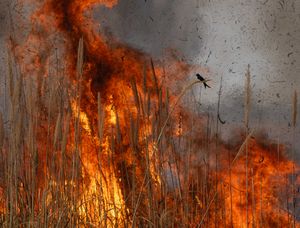 검은바람까마귀가 화재 현장 가장자리에서 먹이를 찾고 있다