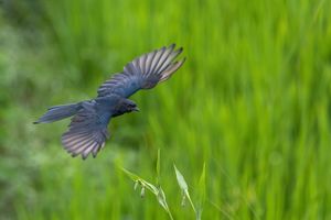 비행 중인 검은바람까마귀, 네팔.