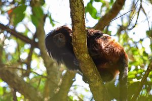 브라질에 있는 검은사자타마린