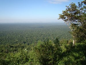 모후 두 디아부 주립공원은 검은사자타마린의 주요 보존 구역이다.