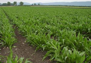 독일의 검은쇠채 농장