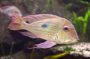 Geophagus surinamensis 종 복합체의 한 종으로, Geophagus sensu stricto의 일원이다.