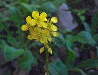 Brassica nigra - 검은 겨자